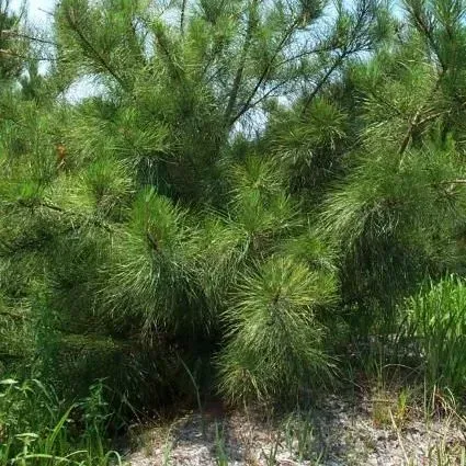 thumbnail for publication: Using Soils to Guide Fertilizer Recommendations for Southern Pines